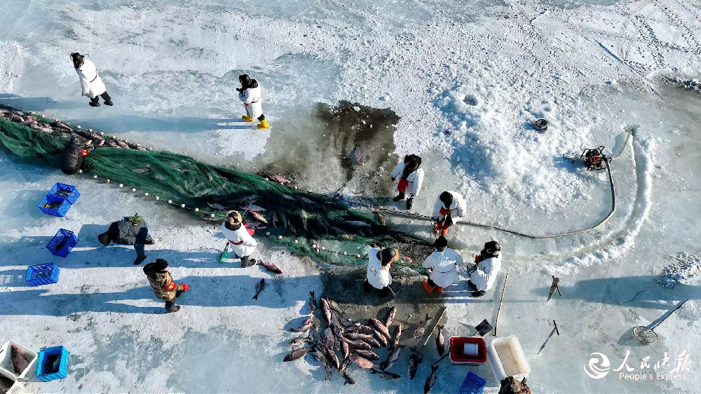 泰来县：冰原腾跃银鳞色 渔猎欢歌庆丰···
